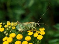 Tettigonia cantans 3, Kleine groene sabelsprinkhaan, Saxifraga-Robert Ketelaar