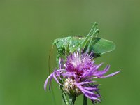 Tettigonia cantans 4, Kleine groene sabelsprinkhaan, Saxifraga-Jaap Bouwman : dollnstein