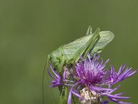 Tettigonia cantans 6, Kleine groene sabelsprinkhaan, Saxifraga-Mark Zekhuis