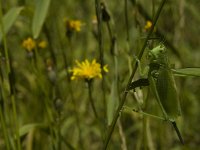 Tettigonia cantans 8, Kleine groene sabelsprinkhaan, Saxifraga-Marijke Verhagen