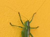 Tettigonia viridissima 37, Grote groene sabelsprinkhaan, Saxifraga-Tom Heijnen