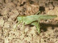 Tettigonia viridissima 9, Grote groene sabelsprinkhaan, laying eggs, Saxifraga-Pieter van Breugel