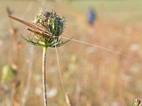 Tylopsis lilifolia, Lily bush-cricket