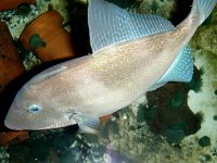 Balistes capriscus, Trigger Fish