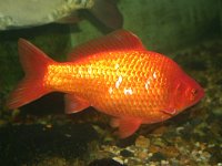 Carassius auratus, Goldfish