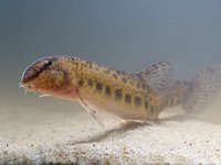 Cobitis taenia, Spined Loach