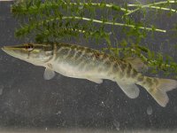 Esox lucius, Pike