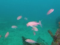 Anthias anthias, Vlaggenbaarsje, Saxifraga-Tom Heijnen