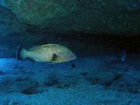 Epinephelus marginatus