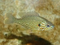 Lepomis gibbosus 1, Zonnevis, Saxifraga-Soren Berg