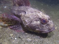 Myoxocephalus scorpius 2, Gewone zeedonderpad, Saxifraga-Tom Heijnen