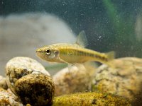 Eurasian Minnow in Natural Habitat  Eurasian minnow (Phoxinus phoxinus) is a Small Fish Carp Family Member living in fast flowing rivers in Eurasia : Eurasian minnow, Phoxinus phoxinus, animal, aquatic, background, carp, closeup, cyprinidae, environment, family, fauna, fish, fishing, france, french, freshwater, habitat, ichthyology, macro, minnow, natural, nature, perenurus, phoxinus, river, riverbed, spring, stone, submersed, summer, underwater, water, wild, wildlife