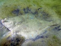 Platichthys flesus 1, Bot, Saxifraga-Tom Heijnen