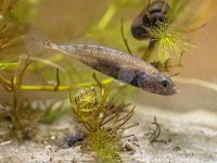 Ninespine Stickleback on Display  Ninespine Stickleback Freshwater Fish (Pungitius pungitius) in Natural Habitat : Netherlands, animal, aquarium, aquatic, background, behavior, black, chordate, culaea, display, dorsal, drawing, egg, environment, fauna, fin, fish, gasterosteidae, gasterosteus, green, ichthyes, ichthyological, ichthyology, kidneys, larvae, macro, male, mating, natural, nature, nest, old, picture, pisces, protect, protectional, pungitius, spine, stickle, stickleback, submersed, swimming, territorial, territory, vegetation, vertebrate, water, white, wildlife, zoology