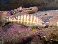 Serranus cabrilla, Zaagbaars, Saxifraga-Tom Heijnen