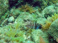 Serranus scriba