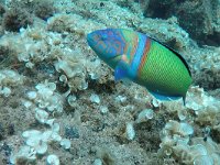 Thalassoma pavo