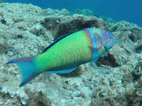 Thalassoma pavo 2, Pauwlipvis, Saxifraga-Tom Heijnen