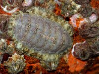 Lepidochitona cinerea 2, Asgrauwe keverslak, Saxifraga-Foto Fitis-Sytske Dijksen