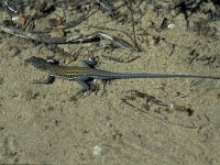 Acanthodactylus erythrurus, Spiny-footed Lizard