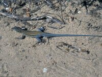 Acanthodactylus erythrurus 3, Saxifraga-Jan van der Straaten