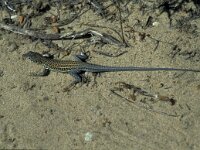Acanthodactylus erythrurus 4, Saxifraga-Jan van der Straaten