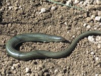 Chalcides chalcides, Three-toed Skink