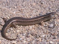 Chalcides occelatus, Ocellated Skink