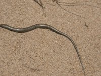 Chalcides striatus 3, Saxifraga-Willem van Kruijsbergen