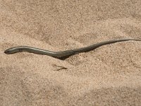 Chalcides striatus 4, Saxifraga-Willem van Kruijsbergen