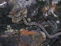 Coluber hippocrepis, Horseshoe Whip Snake