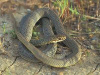 Coluber jugularis, Large Whip Snake