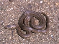 Coronella austriaca, Smooth Snake