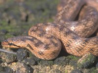 Coronella girondica, Southern Smooth Snake