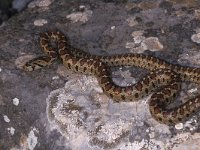 Elaphe situla, Leopard Snake