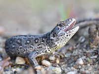 Lacerta agilis 95, Zandhagedis, Saxifraga-Luuk Vermeer