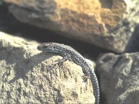 Lacerta monticola, Iberian Rock Lizard