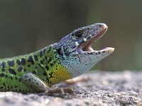 Lacerta schreiberii, Schreiber s Green Lizard