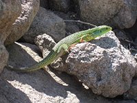 Lacerta trilineata, Balkan Green Lizard
