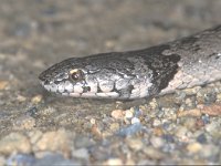 Macroprotodon cuccullatus, False Smooth Snake