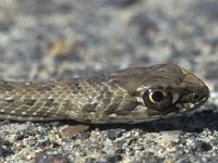 Malpolon monspessulanus, Montpellier Snake