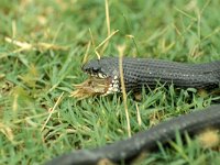 Natrix natrix, Grass Snake