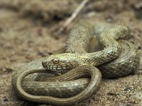 Natrix tesselata, Dice Snake