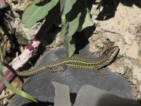 Podarcis hispanica 3, Spaanse muurhagedis, Saxifraga-Rob Felix : Animalia, Chordata, Reptilia, Squamata, animal, dier, dieren, gewervelde dieren, hagedis, hagedissen, lizard, reptiel, reptielen, reptile, vertebraat, vertebrate