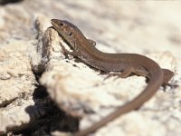 Podarcis milisilensis, Milos Wall Lizard