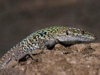 Podarcis siculus, Italian Wall Lizard