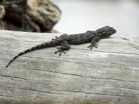 Tarentola mauritanica 10, Muurgekko, Saxifraga-Ed Stikvoort