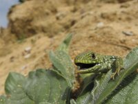 Timon lepidus 15, Parelhagedis, Saxifraga-Rob Felix : Animalia, Chordata, Reptilia, Squamata, animal, dier, dieren, gewervelde dieren, hagedis, hagedissen, lizard, reptiel, reptielen, reptile, vertebraat, vertebrate