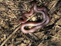 Typhlops vermicularis, Worm Snake