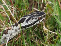 Vipera berus 88, Adder, Saxifraga-Hans Dekker